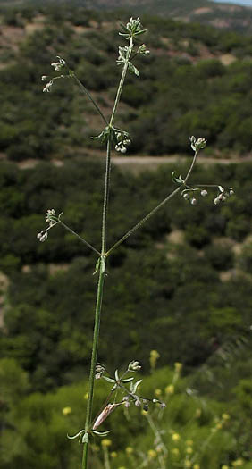 Detailed Picture 7 of Wall Bedstraw