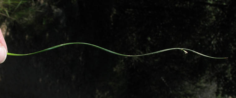 Detailed Picture 8 of Baltic Rush