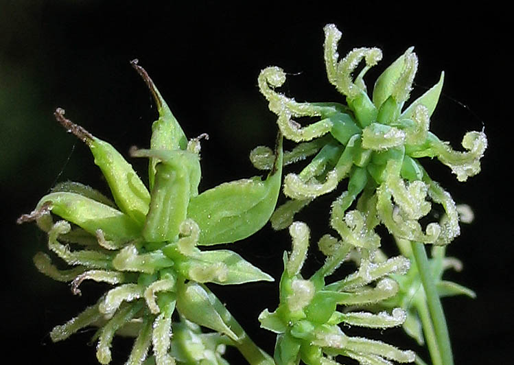 Detailed Picture 4 of Fendler's Meadow-rue