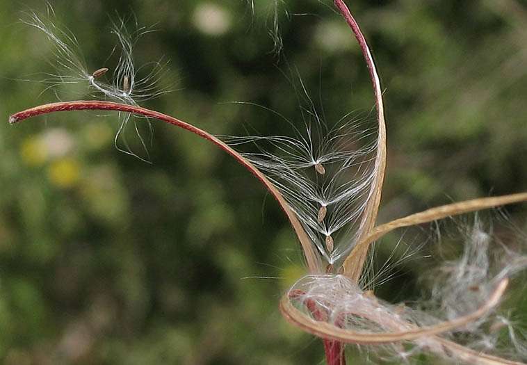 Detailed Picture 6 of Willow-herb