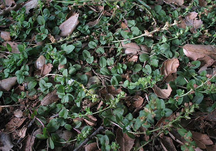 Detailed Picture 6 of Thymeleaf Speedwell