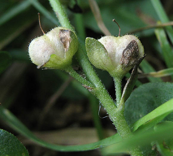 Detailed Picture 7 of Thymeleaf Speedwell