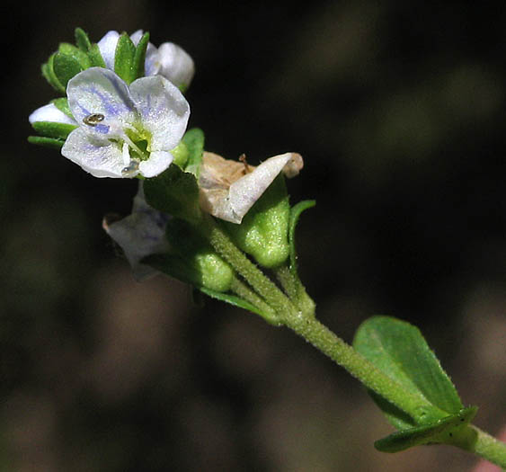 Detailed Picture 2 of Thymeleaf Speedwell