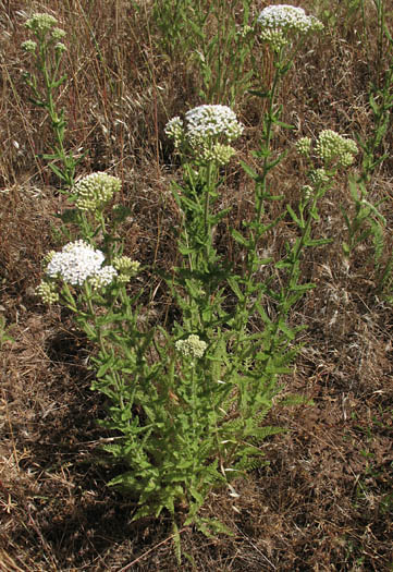 Detailed Picture 6 of Yarrow