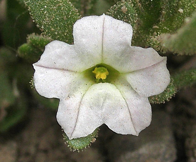 Detailed Picture 1 of Wild Petunia
