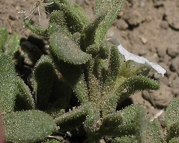 Detailed Picture 3 of Wild Petunia
