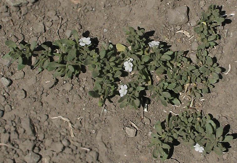 Detailed Picture 4 of Wild Petunia
