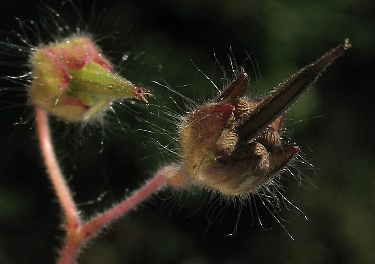 Detailed Picture 8 of Dove's Foot Geranium