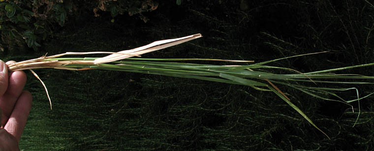 Detailed Picture 7 of Beardless Wild Rye