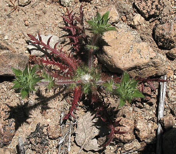 Detailed Picture 7 of Honey-scented Pincushionplant
