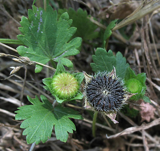 Detailed Picture 5 of Bristly Mallow