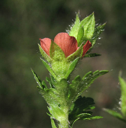 Detailed Picture 3 of Bristly Mallow