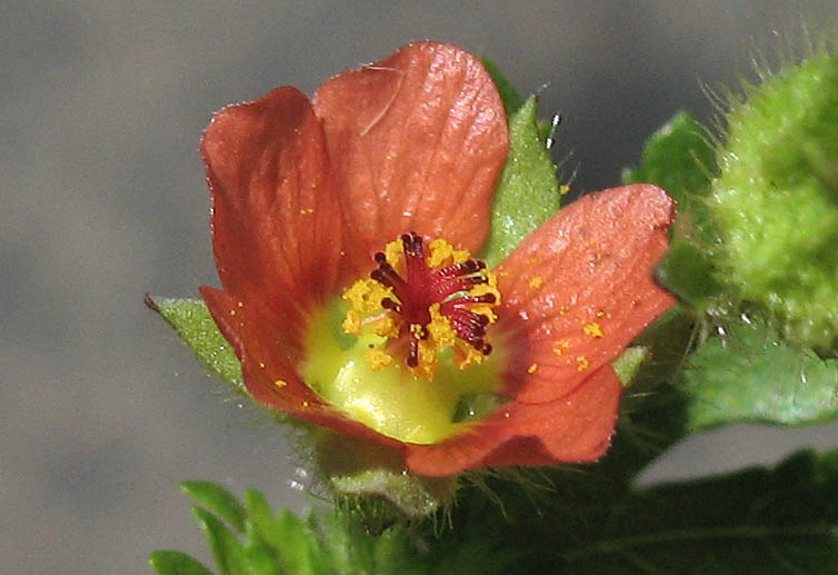 Detailed Picture 2 of Bristly Mallow