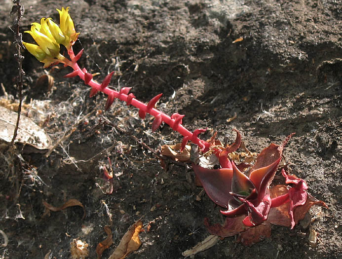 Detailed Picture 5 of Santa Monica Mountains Dudleya