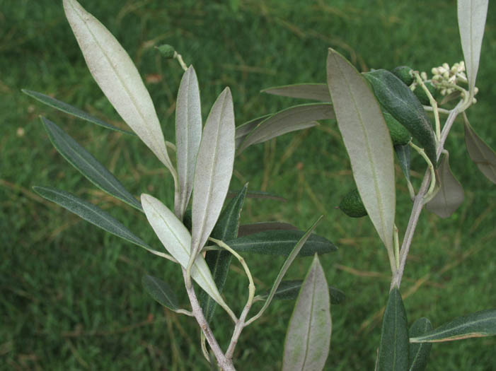 Detailed Picture 7 of Olive