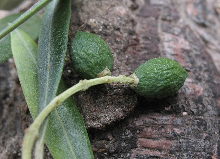 Detailed Picture 8 of Olive