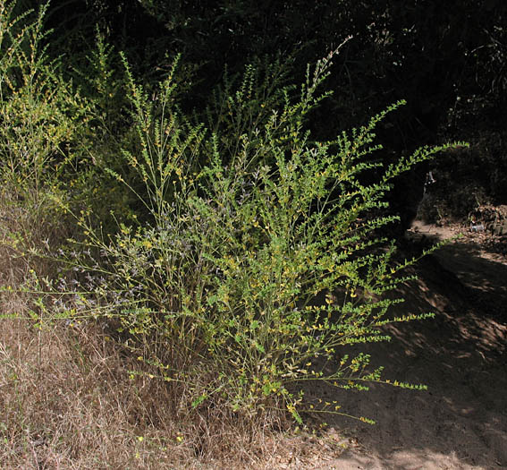 Detailed Picture 5 of French Broom