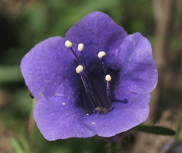 Detailed Picture 1 of California Bells