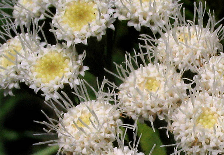 Detailed Picture 1 of Thoroughwort