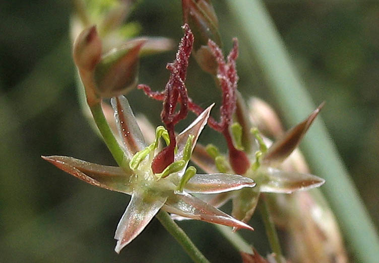 Detailed Picture 1 of Basket Rush