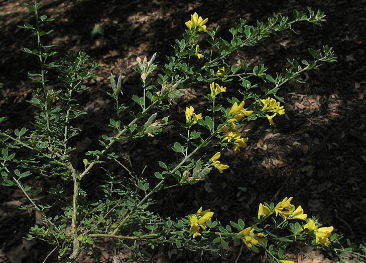 Detailed Picture 3 of French Broom
