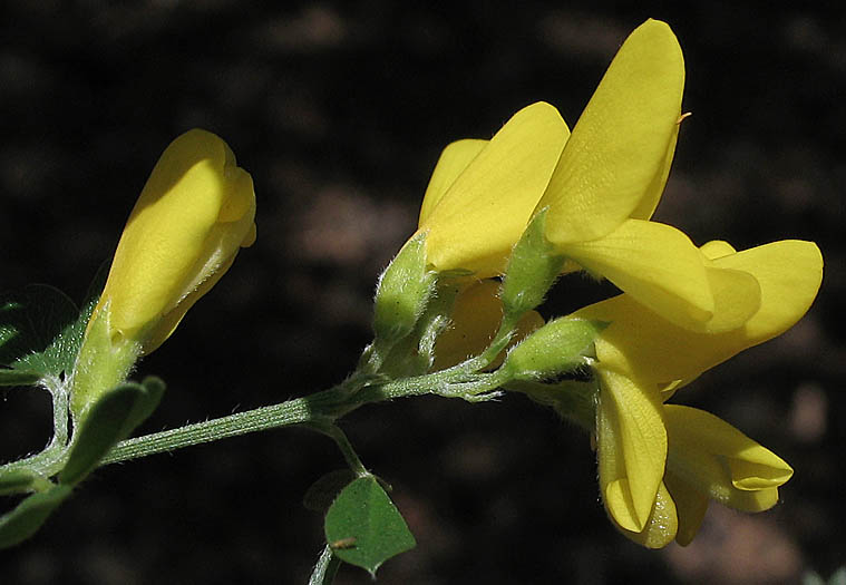Detailed Picture 2 of French Broom
