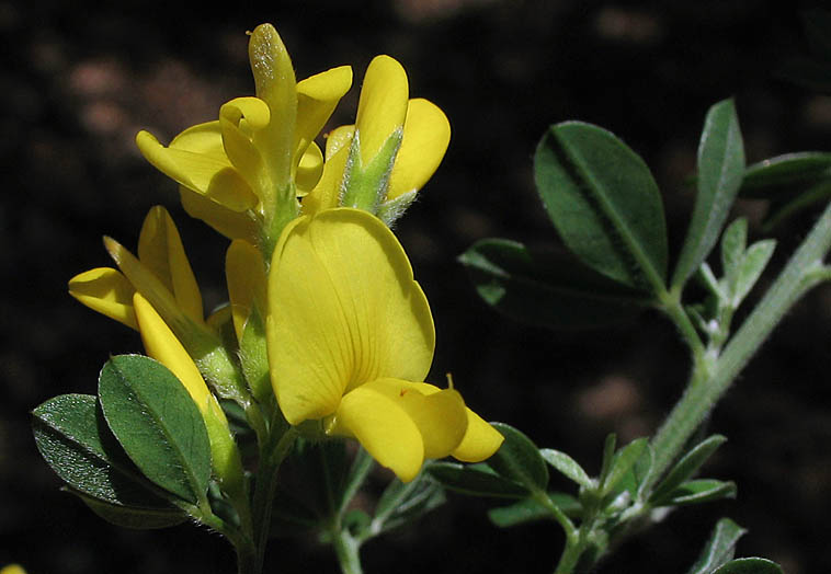 Detailed Picture 1 of French Broom