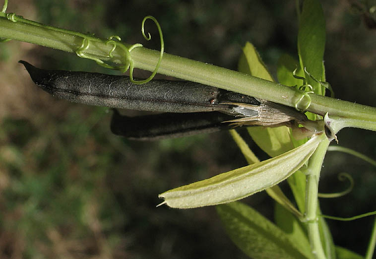 Detailed Picture 8 of Narrow-leaved Vetch