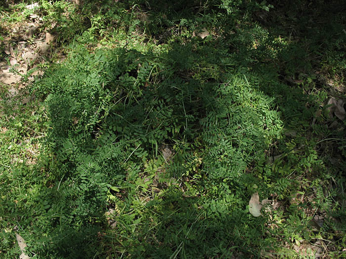 Detailed Picture 7 of Narrow-leaved Vetch