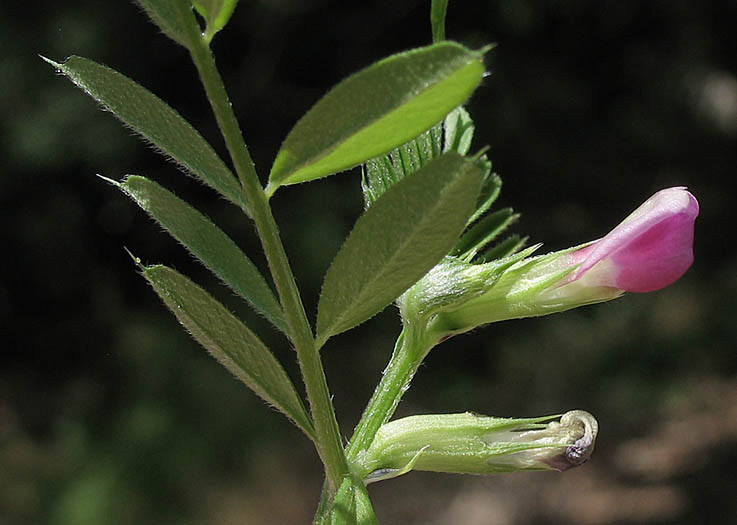 Detailed Picture 3 of Narrow-leaved Vetch