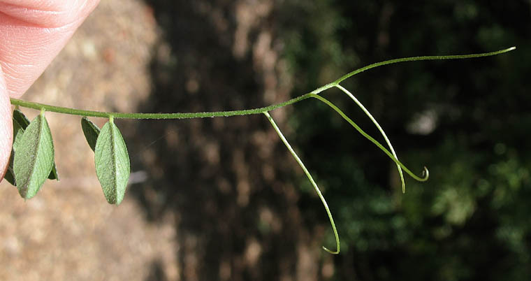 Detailed Picture 5 of Narrow-leaved Vetch