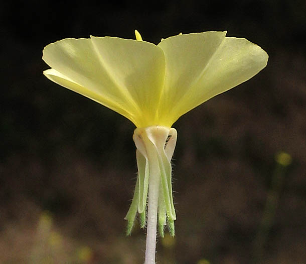 Detailed Picture 3 of Cut-leaved Evening Primrose