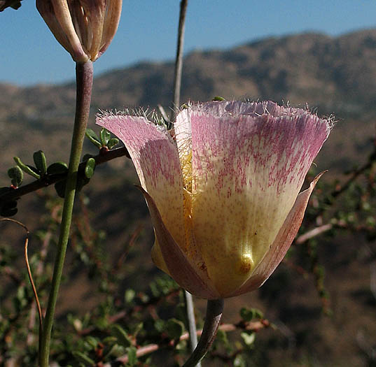 Detailed Picture 2 of Weed's Mariposa Lily