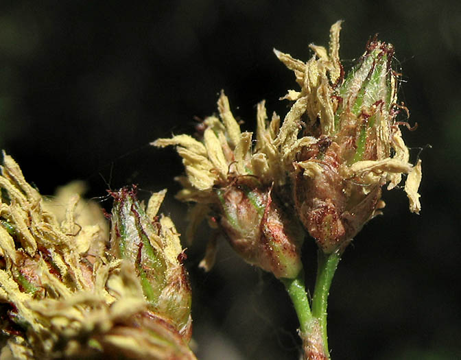 Detailed Picture 5 of Common Tule