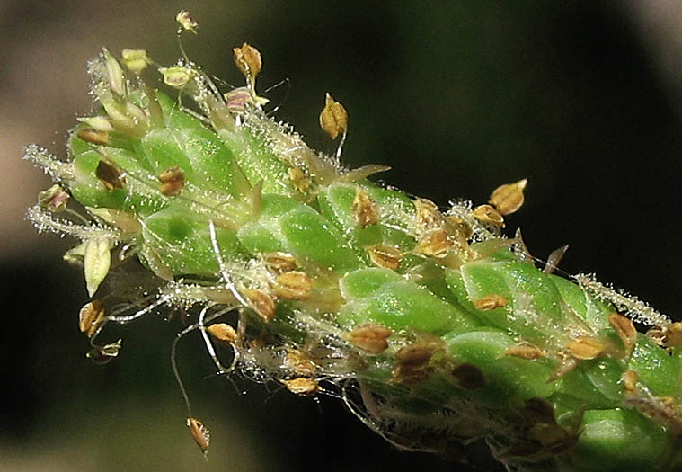 Detailed Picture 1 of Common Plantain