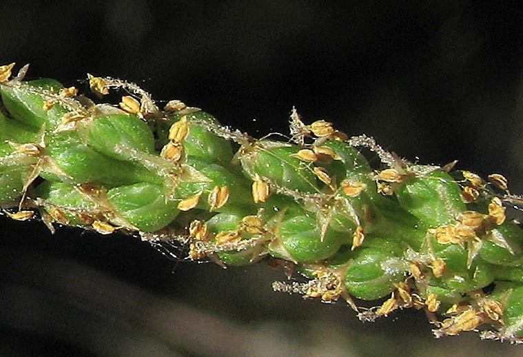 Detailed Picture 2 of Common Plantain