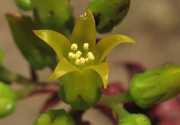 Detailed Picture 1 of Santa Monica Mountains Dudleya