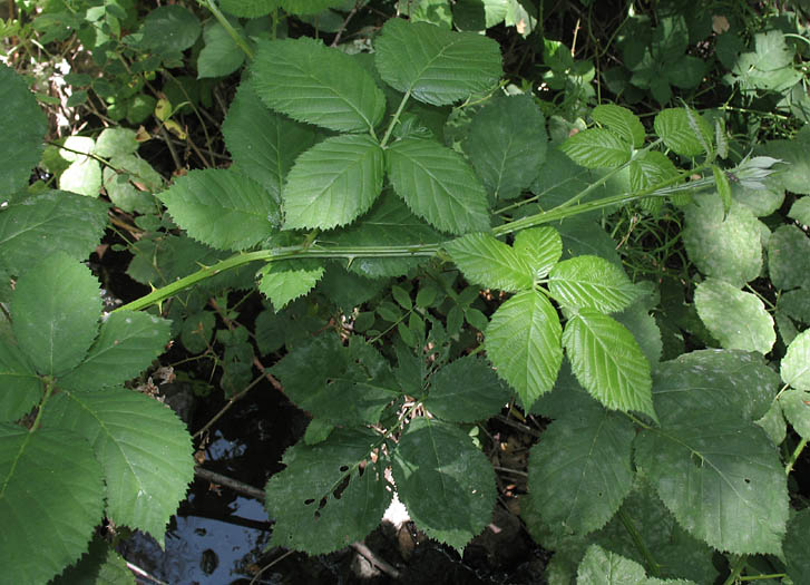 Detailed Picture 4 of Himalayan blackberry