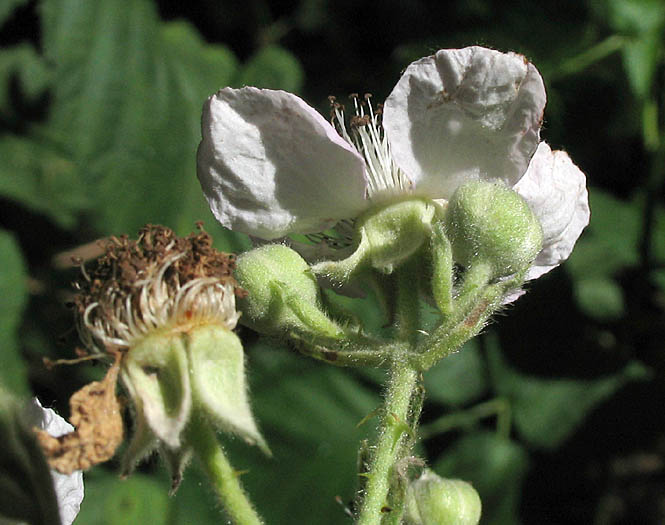 Detailed Picture 2 of Himalayan blackberry