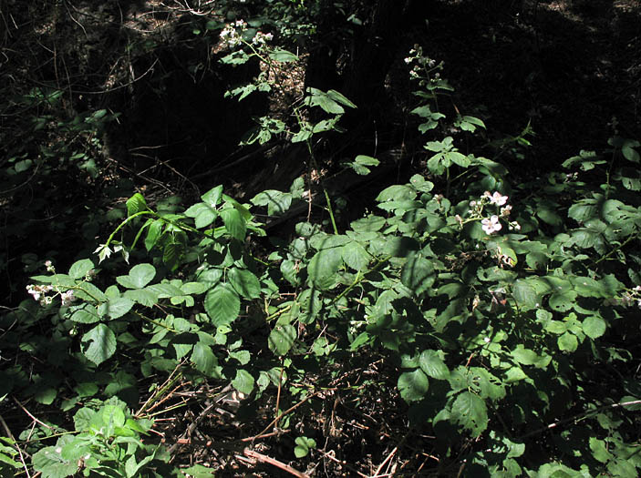 Detailed Picture 3 of Himalayan blackberry
