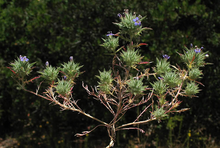 Detailed Picture 9 of Downy Navarretia