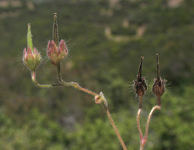 Detailed Picture 7 of Dove's Foot Geranium