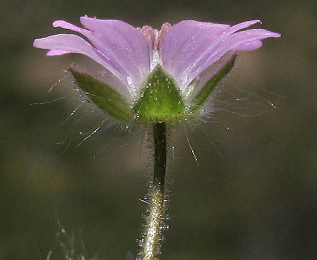 Detailed Picture 2 of Dove's Foot Geranium