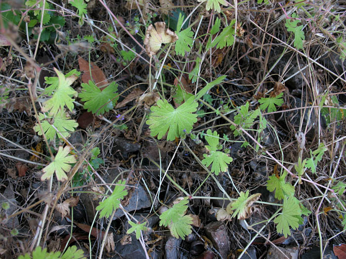 Detailed Picture 6 of Dove's Foot Geranium