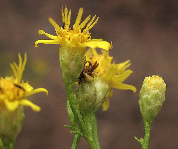 Detailed Picture 3 of California Matchweed