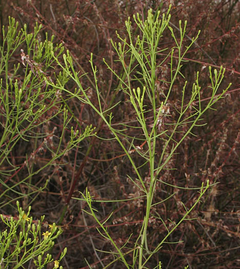 Detailed Picture 4 of California Matchweed