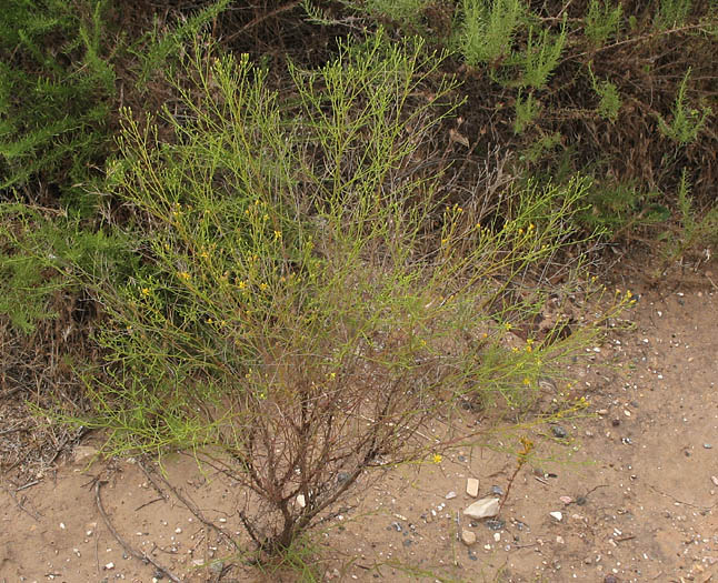 Detailed Picture 6 of California Matchweed