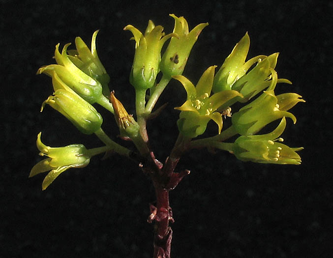 Detailed Picture 3 of Santa Monica Mountains Dudleya
