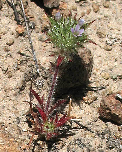 Detailed Picture 5 of Honey-scented Pincushionplant