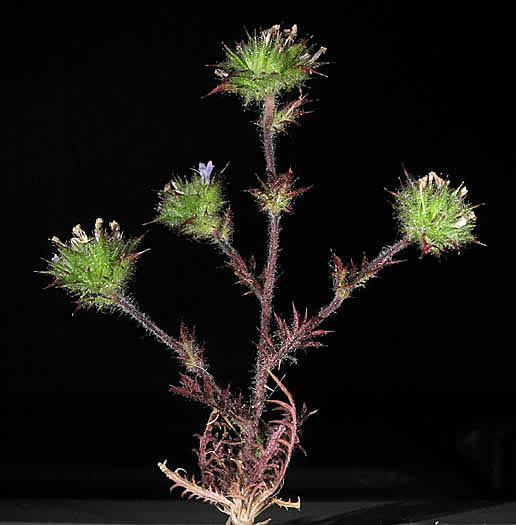 Detailed Picture 4 of Honey-scented Pincushionplant